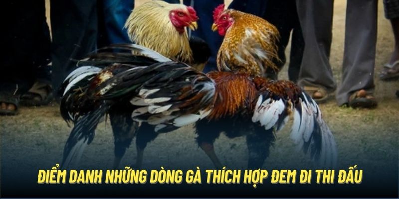 Những giống gà đá cựa dao thống trị đấu trường 