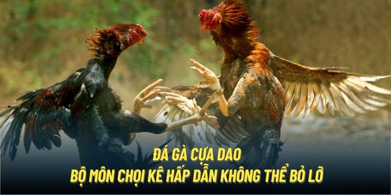 Đá gà cựa dao