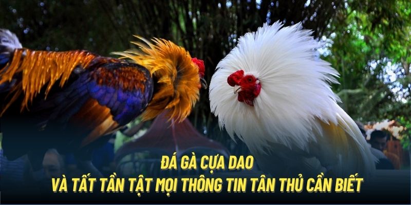 Đôi nét sơ lược về đấu trường đá gà cựa dao 